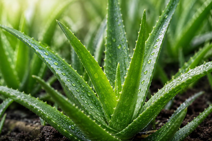Aloe Vera, The Gut Soother