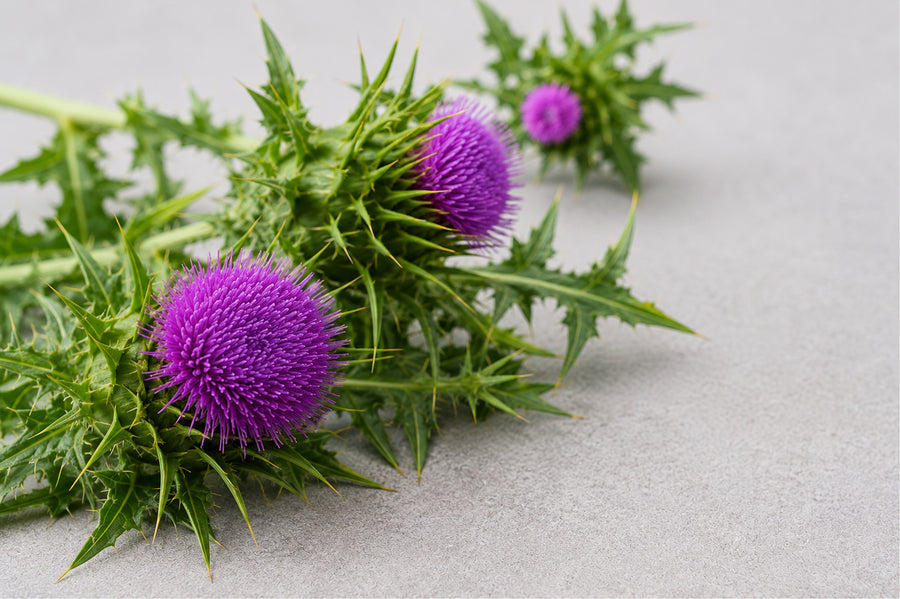 Milk Thistle, The Liver Helper